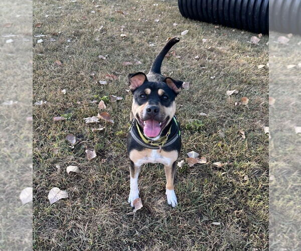 Medium Photo #1 Mutt Puppy For Sale in South Bend, IN, USA