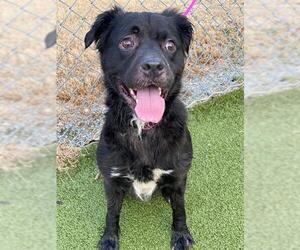 Labrador Retriever Dogs for adoption in Fayetteville, NC, USA