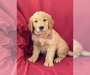 Golden Retriever Puppy for sale in OXFORD, PA, USA