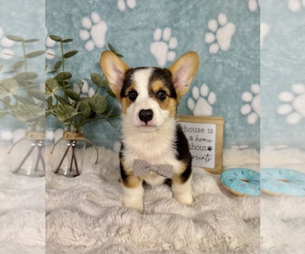 Medium Photo #4 Pembroke Welsh Corgi Puppy For Sale in NOBLESVILLE, IN, USA