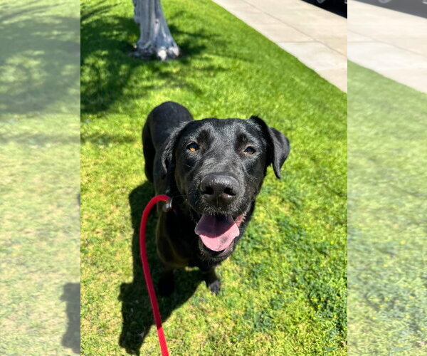 Medium Photo #5 Labrador Retriever-Unknown Mix Puppy For Sale in San Diego, CA, USA