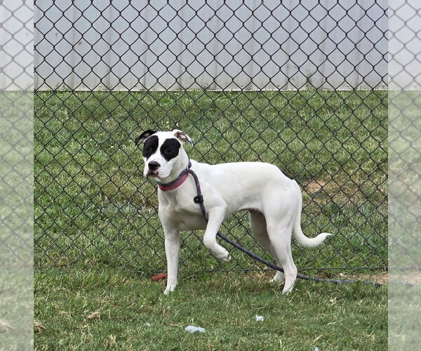 Medium Photo #2 Mutt Puppy For Sale in Evansville, IN, USA