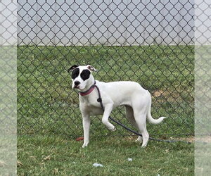Madonna - Female Mutt Dog for Adoption - Photo #2