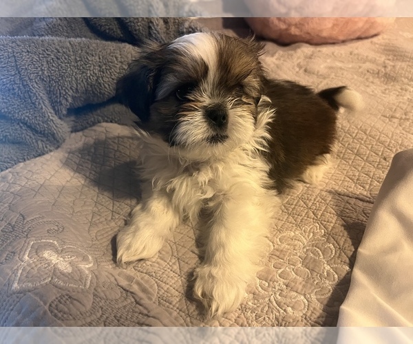 Medium Photo #1 Shih Tzu Puppy For Sale in ROGERSVILLE, AL, USA