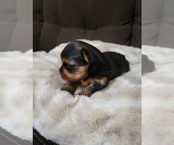 Medium Photo #1 Yorkshire Terrier Puppy For Sale in BRONX, NY, USA