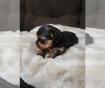 Small Photo #1 Yorkshire Terrier Puppy For Sale in BRONX, NY, USA