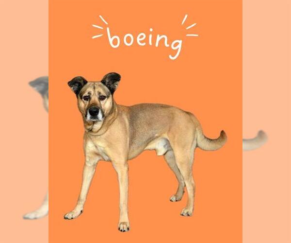 Medium Photo #2 German Shepherd Dog-Unknown Mix Puppy For Sale in West Valley, UT, USA