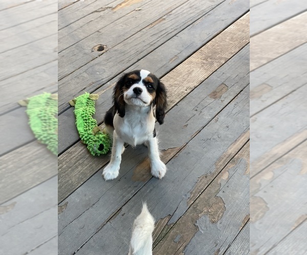 Medium Photo #1 Cavalier King Charles Spaniel Puppy For Sale in BENTONVILLE, AR, USA
