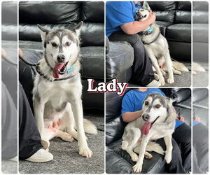 - Mix Dogs for adoption in Pierceton , IN, USA