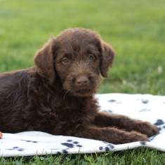 Labradoodle Puppy for sale in GAP, PA, USA