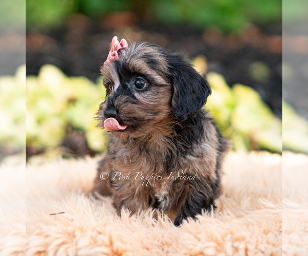 Medium Photo #2 Yorkipoo Puppy For Sale in WARSAW, IN, USA