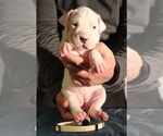 Small Photo #18 Dogo Argentino Puppy For Sale in BROOMALL, PA, USA