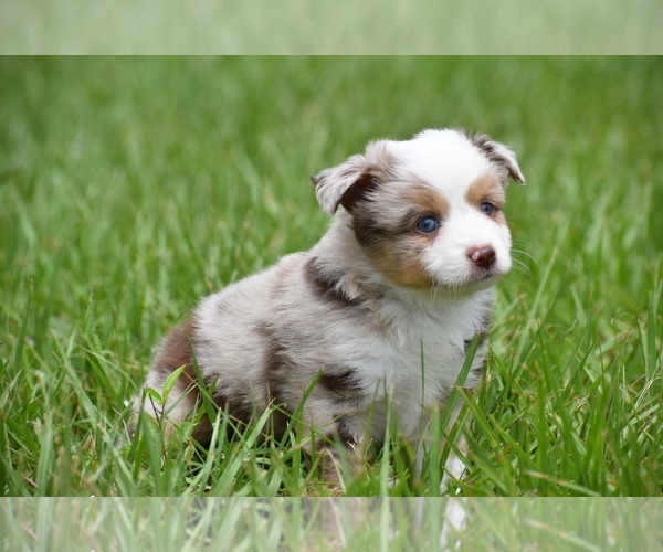Medium Photo #4 Miniature Australian Shepherd Puppy For Sale in PALM COAST, FL, USA