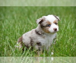 Small #3 Miniature Australian Shepherd