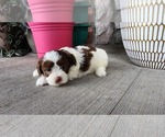 Small #1 Shih-Poo