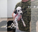 Puppy Red collar Dalmatian