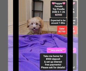 Poodle (Toy) Puppy for sale in TUCSON, AZ, USA