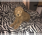 Small Photo #9 Goldendoodle-Poodle (Standard) Mix Puppy For Sale in DETROIT, MI, USA
