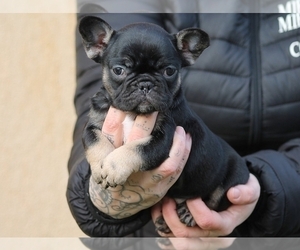 Bulldog Puppy for sale in CLINTON, NJ, USA