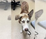 Small Gerberian Shepsky