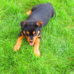 Rottweiler Puppy for sale in NEW HAVEN, IN, USA