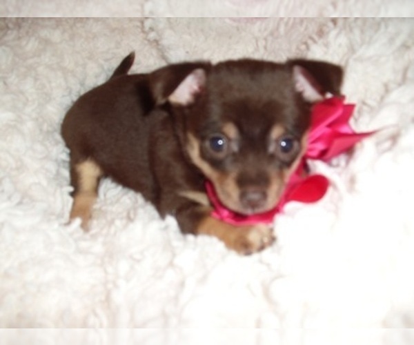Medium Photo #2 Chihuahua Puppy For Sale in JACKSON, MS, USA