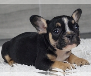 French Bulldog Dog for Adoption in NEW YORK, New York USA