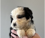 Small Photo #3 Miniature Bernedoodle Puppy For Sale in SAN JOSE, CA, USA
