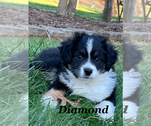 Australian Shepherd Litter for sale in WILLIS, VA, USA