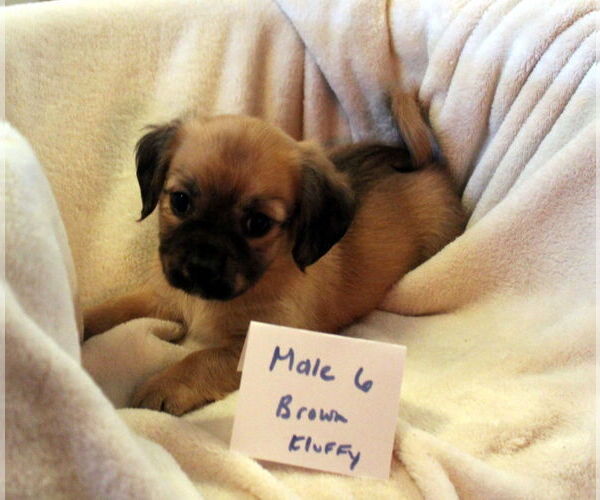 Medium Photo #3 Chiweenie Puppy For Sale in Imperial Beach, CA, USA
