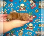 Small Photo #3 Dachshund Puppy For Sale in WINNSBORO, LA, USA