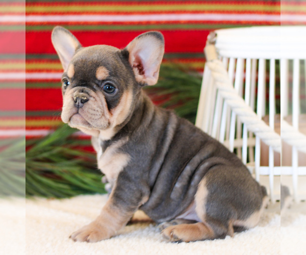 Medium Photo #7 French Bulldog Puppy For Sale in LITITZ, PA, USA