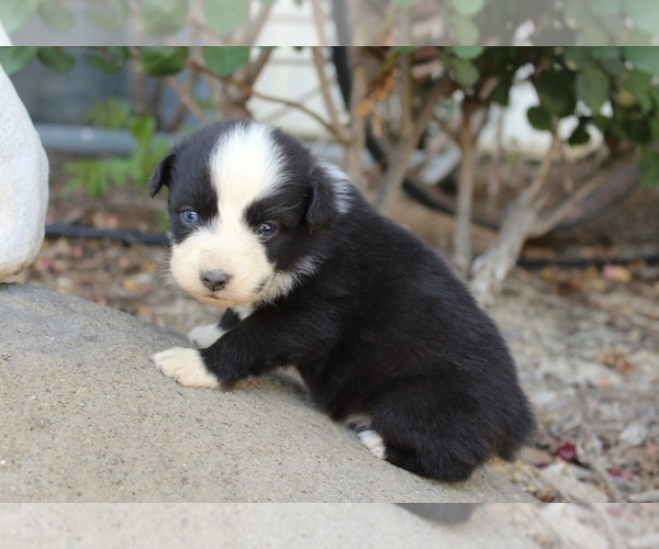 Medium Photo #22 Australian Shepherd Puppy For Sale in ACTON, CA, USA