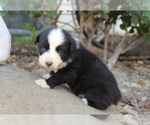 Small Photo #22 Australian Shepherd Puppy For Sale in ACTON, CA, USA