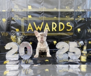 French Bulldog Puppy for sale in INDIANAPOLIS, IN, USA