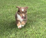 Small #1 Miniature American Shepherd