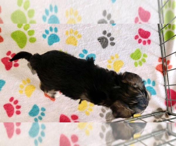 Medium Photo #11 Morkie Puppy For Sale in ORO VALLEY, AZ, USA