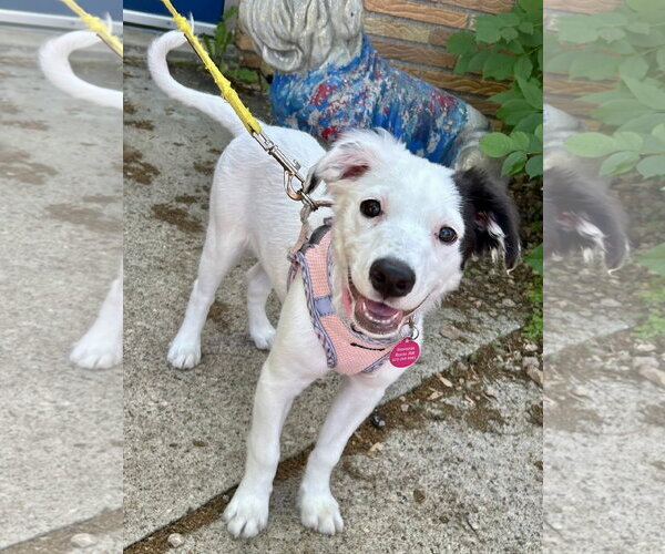 Medium Photo #1 Collie-Unknown Mix Puppy For Sale in St. Louis Park, MN, USA