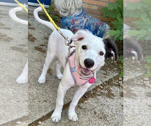 Collie-Unknown Mix Dogs for adoption in St. Louis Park, MN, USA