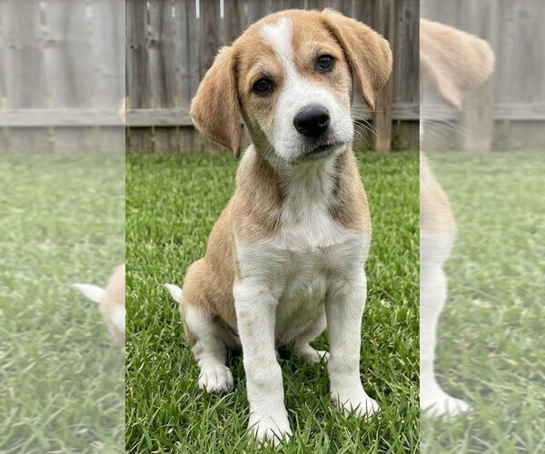 Medium Photo #3 Labbe Puppy For Sale in Grovertown, IN, USA