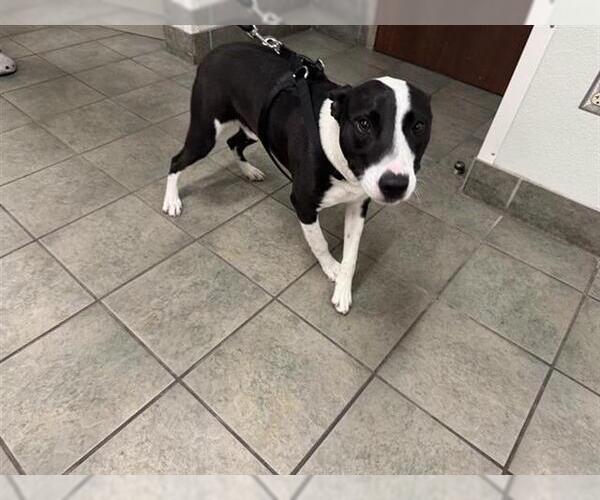 Medium Photo #1 Mutt Puppy For Sale in San Antonio, TX, USA