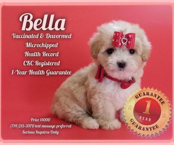 Medium Photo #1 Maltese-Poodle (Toy) Mix Puppy For Sale in GARDEN GROVE, CA, USA