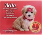 Small Photo #1 Maltese-Poodle (Toy) Mix Puppy For Sale in GARDEN GROVE, CA, USA