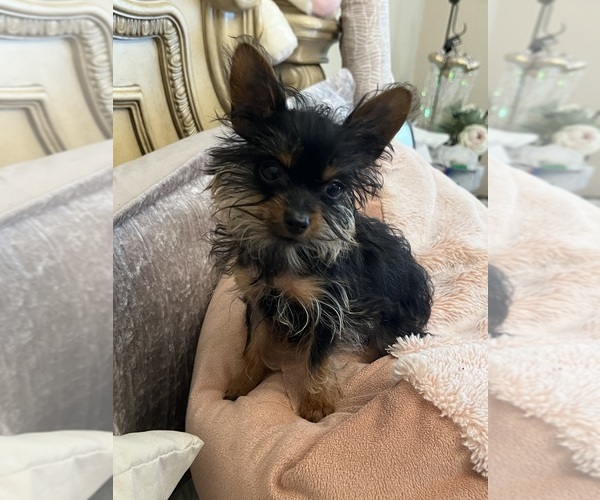 Medium Photo #2 Yorkshire Terrier Puppy For Sale in KELLER, TX, USA