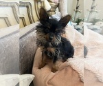 Small #1 Yorkshire Terrier