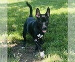 Small #9 German Shepherd Dog Mix