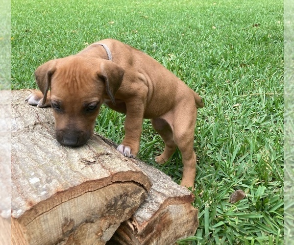 Medium Photo #14 Rhodesian Ridgeback Puppy For Sale in FERNANDINA BEACH, FL, USA