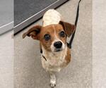 Small Chihuahua Mix