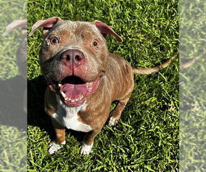 American Pit Bull Terrier Dogs for adoption in Grovetown, GA, USA