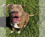 ZEUS - Male American Pit Bull Terrier Dog for Adoption - Small photo